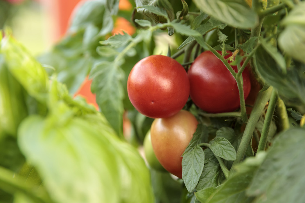 Close-up of a tomato plant with three small, red tomatoes in a bunch.